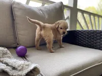 Percy, a male Golden Retriever for sale in Fair Play, SC – Photo 8 of 8