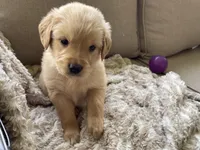 Percy, a male Golden Retriever for sale in Fair Play, SC – Photo 2 of 8