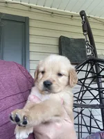Percy, a male Golden Retriever for sale in Fair Play, SC – Photo 6 of 8