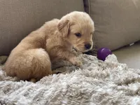 Percy, a male Golden Retriever for sale in Fair Play, SC – Photo 5 of 8