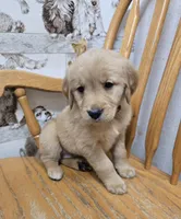 Ella , a female Golden Retriever for sale in Fair Play, SC – 3 of 5