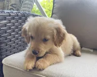 Guy, a male Golden Retriever for sale in Fair Play, SC – Photo 5 of 9