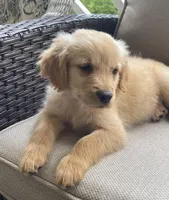 Guy, a male Golden Retriever for sale in Fair Play, SC – Photo 7 of 9