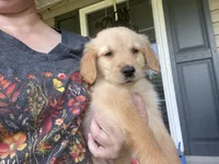 Guy, a male Golden Retriever for sale in Fair Play, SC – Photo 9 of 9