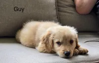 Guy, a male Golden Retriever for sale in Fair Play, SC – Photo 2 of 9