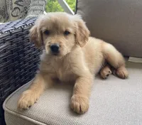 Guy, a male Golden Retriever for sale in Fair Play, SC – Photo 6 of 9