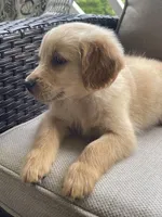 Guy, a male Golden Retriever for sale in Fair Play, SC – Photo 8 of 9