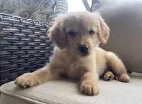 Guy, a male Golden Retriever for sale in Fair Play, SC – Photo 4 of 9