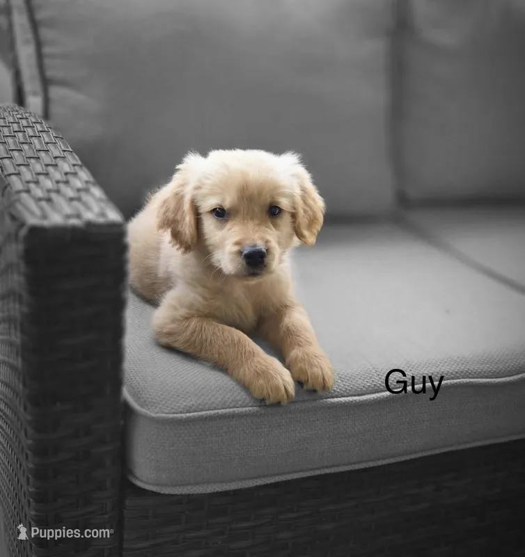 Guy – Golden Retriever puppy for sale in Fair Play, SC