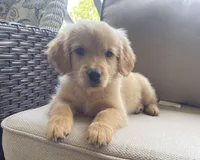 Guy, a male Golden Retriever for sale in Fair Play, SC – Photo 3 of 9