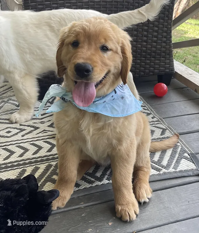 Saffron  – Golden Cocker Retriever puppy for sale in Fair Play, SC