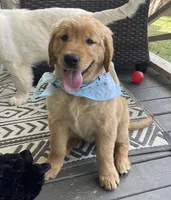 Saffron , a female Golden Cocker Retriever for sale in Fair Play, SC – Photo 2 of 7