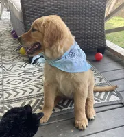 Saffron , a female Golden Cocker Retriever for sale in Fair Play, SC – Photo 6 of 7