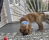 Saffron , a female Golden Cocker Retriever for sale in Fair Play, SC – Photo 4 of 7