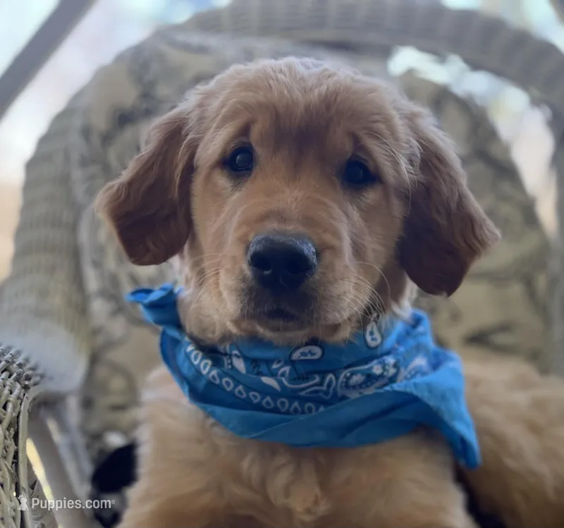 Saffron  – Golden Retriever puppy for sale in Fair Play, SC