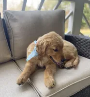 Saffron , a female Golden Cocker Retriever for sale in Fair Play, SC – Photo 5 of 7