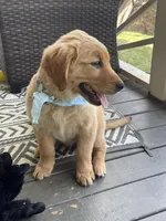 Saffron , a female Golden Cocker Retriever for sale in Fair Play, SC – Photo 7 of 7