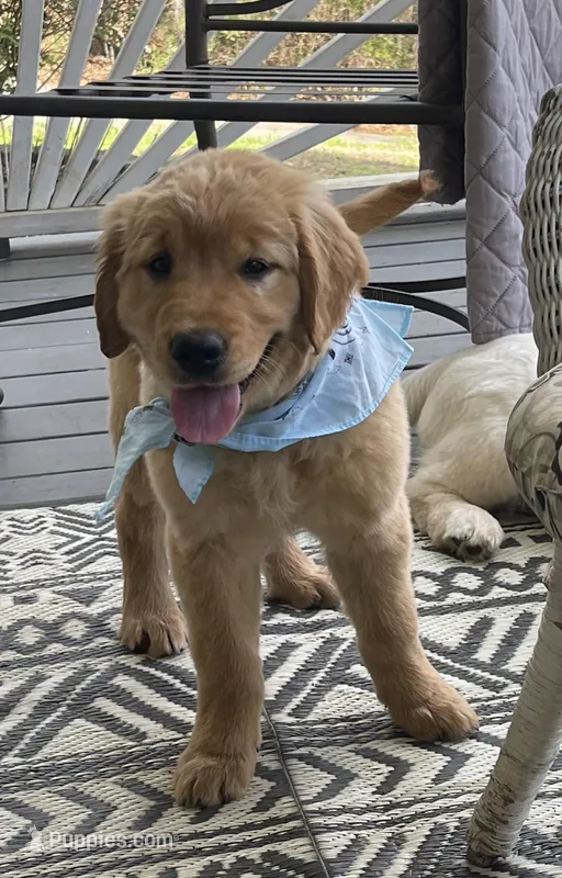Saffron  – Golden Cocker Retriever puppy for sale in Fair Play, SC