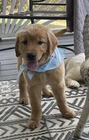 Saffron , a female Golden Cocker Retriever for sale in Fair Play, SC – Photo 1 of 7