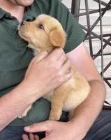 Thomas, a male Golden Retriever for sale in Fair Play, SC – Photo 2 of 6
