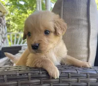 Thomas, a male Golden Retriever for sale in Fair Play, SC – Photo 5 of 7
