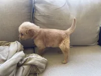 Thomas, a male Golden Retriever for sale in Fair Play, SC – Photo 6 of 7