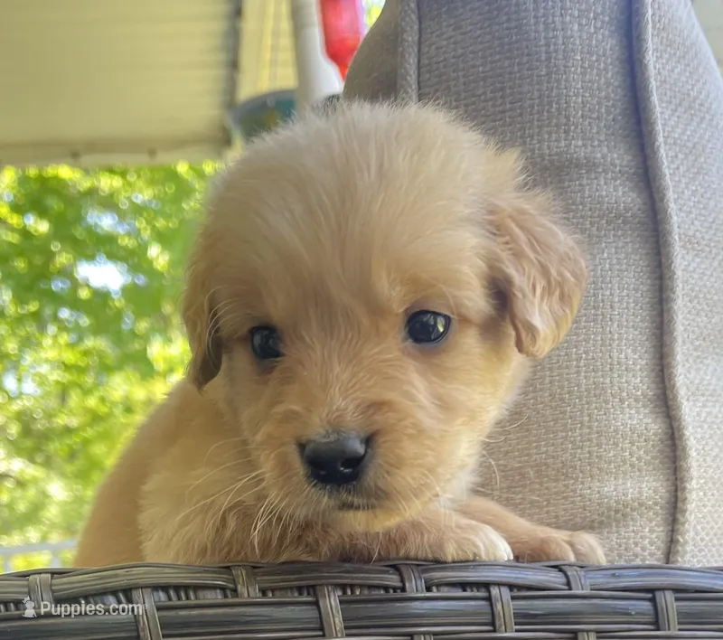 Thomas – Golden Retriever puppy for sale in Fair Play, SC