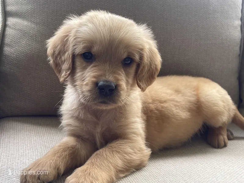 Thomas – Golden Retriever puppy for sale in Fair Play, SC