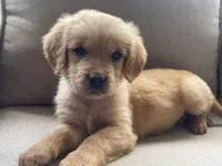 Thomas, a male Golden Retriever for sale in Fair Play, SC – Photo 1 of 6