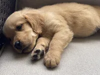 Thomas, a male Golden Retriever for sale in Fair Play, SC – Photo 6 of 6