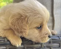 Thomas, a male Golden Retriever for sale in Fair Play, SC – Photo 2 of 7
