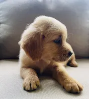 Thomas, a male Golden Retriever for sale in Fair Play, SC – Photo 3 of 6