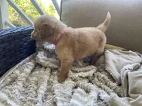 Thomas, a male Golden Retriever for sale in Fair Play, SC – Photo 7 of 7