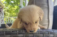 Thomas, a male Golden Retriever for sale in Fair Play, SC – Photo 3 of 7