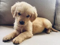 Thomas, a male Golden Retriever for sale in Fair Play, SC – Photo 5 of 6