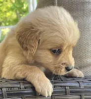 Thomas, a male Golden Retriever for sale in Fair Play, SC – Photo 4 of 7