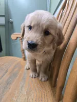 Sparrow , a male Golden Retriever for sale in Fair Play, SC – 7 of 8