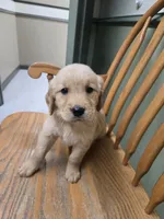 Sparrow , a male Golden Retriever for sale in Fair Play, SC – 4 of 8