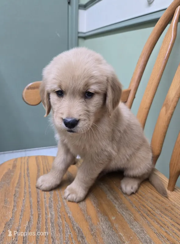 Tony  – Golden Retriever puppy for sale in Fair Play, SC