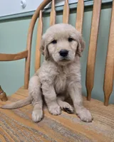 Spike, a male Golden Retriever for sale in Fair Play, SC – 1 of 5