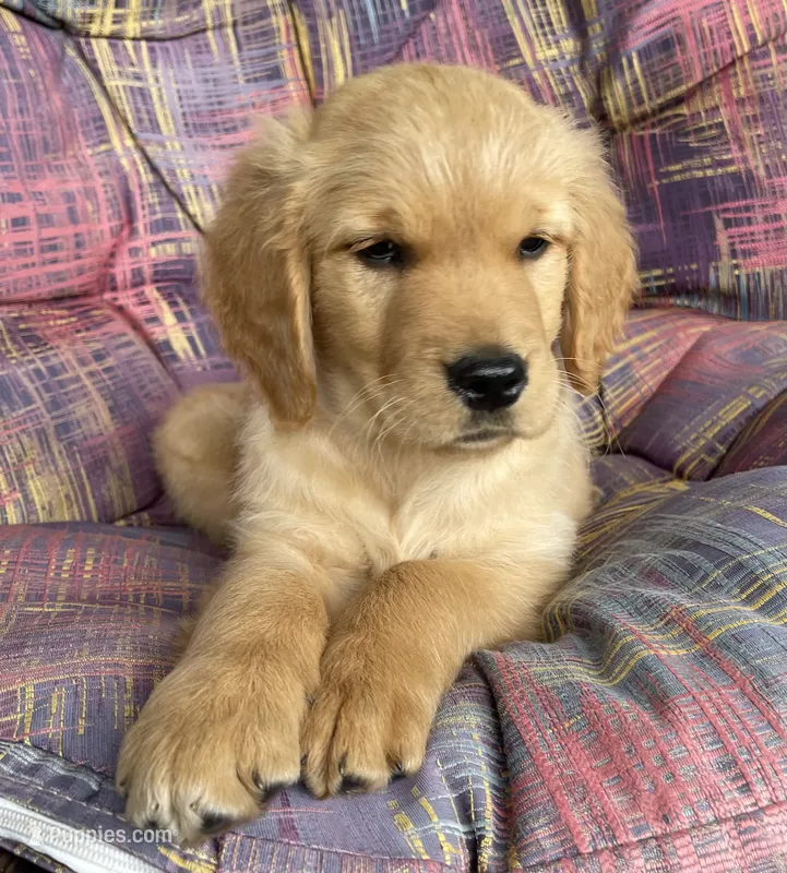 Thomas – Golden Retriever puppy for sale in Fair Play, SC