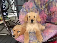 Ace, a male Golden Retriever for sale in Fair Play, SC – 2 of 5