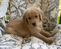Tony , a male Golden Retriever for sale in Fair Play, SC – 8 of 8