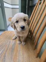 Sparrow , a male Golden Retriever for sale in Fair Play, SC – 8 of 8