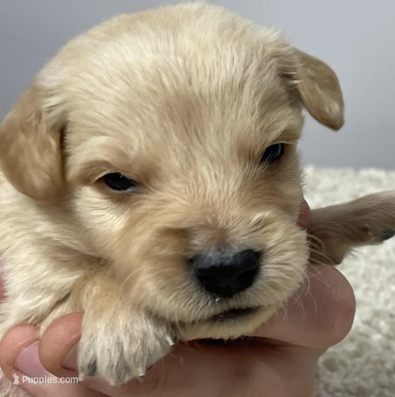 Guy – Golden Retriever puppy for sale in Fair Play, SC