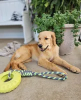 Guy, a male Golden Retriever for sale in Fair Play, SC – Photo 6 of 8