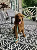 Guy, a male Golden Retriever for sale in Fair Play, SC – Photo 8 of 8