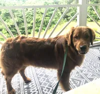 Guy, a male Golden Retriever for sale in Fair Play, SC – Photo 7 of 8