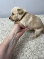 Guy, a male Golden Retriever for sale in Fair Play, SC – Photo 5 of 5