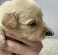 Guy, a male Golden Retriever for sale in Fair Play, SC – Photo 2 of 5